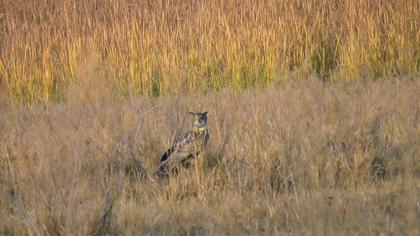 Eurasian Eagle-Owl