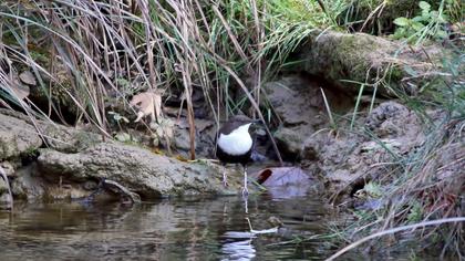 White-throated Dipper