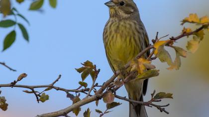 Yellowhammer