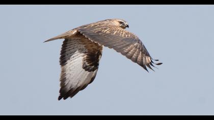 Long-legged Buzzard