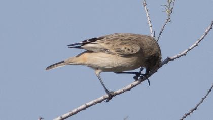 Siberian Stonechat
