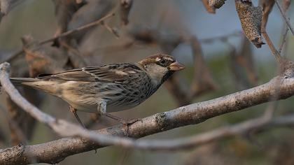 Spanish Sparrow