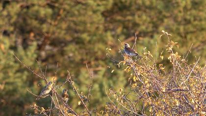 Fieldfare