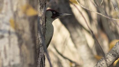 European Green Woodpecker