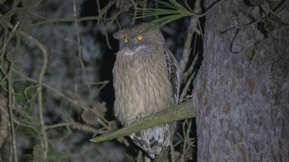 Brown Fish Owl