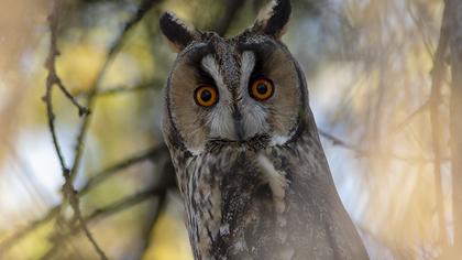 Kulaklı orman baykuşu