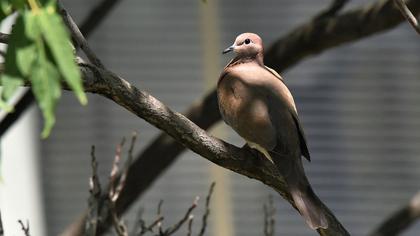 Laughing Dove