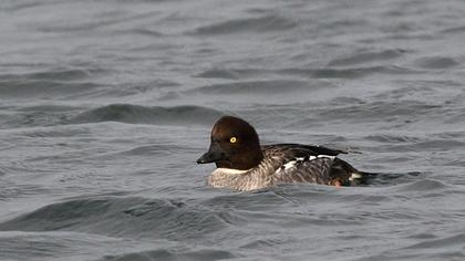 Common Goldeneye