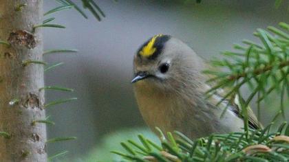 Goldcrest