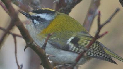 Common Firecrest