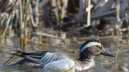 Garganey