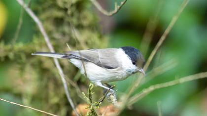 Marsh Tit