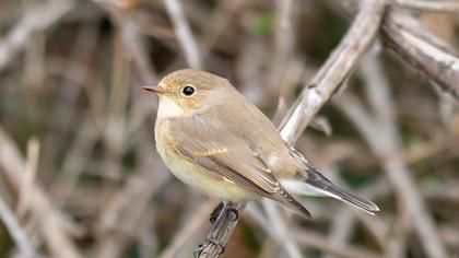 Red-breasted Flycatcher
