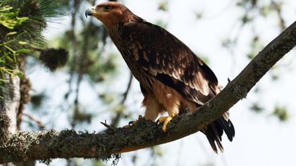 Eastern Imperial Eagle