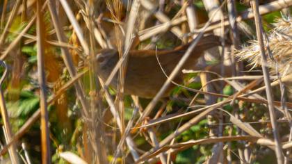 Cetti`s Warbler