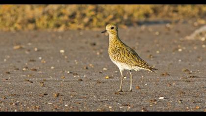 European Golden Plover