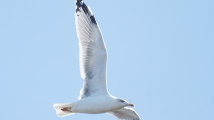 European Herring Gull