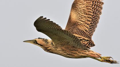 Eurasian Bittern