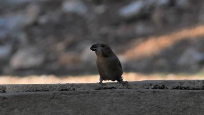 Red Crossbill