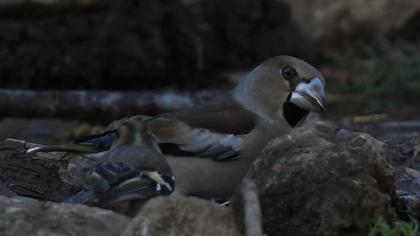 Hawfinch