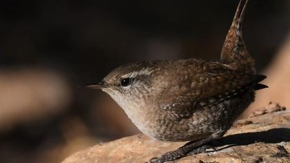 Eurasian Wren