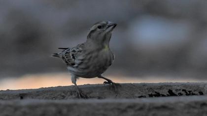 Rock Sparrow