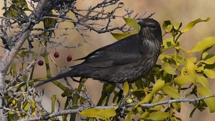 Ring Ouzel