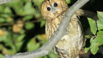 Tawny Owl