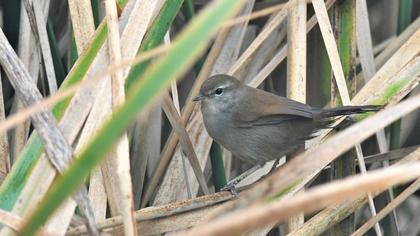 Cetti`s Warbler