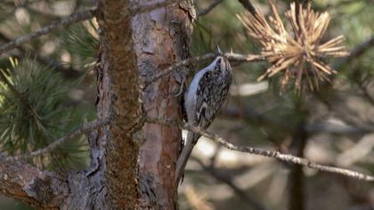 Eurasian Treecreeper