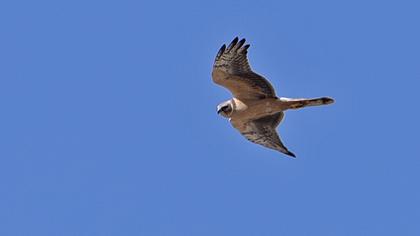 Montagu`s Harrier