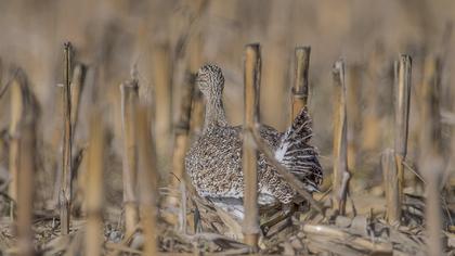Little Bustard