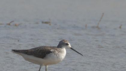 Marsh Sandpiper