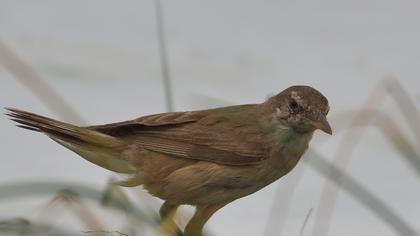 Great Reed Warbler