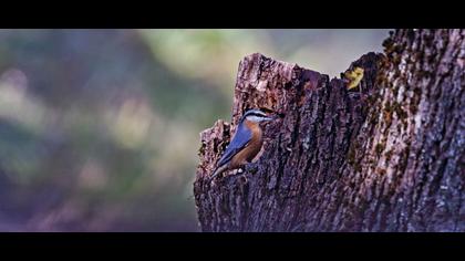 Eurasian Nuthatch