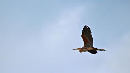 Purple Heron
