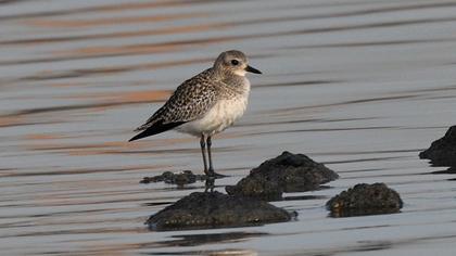 Grey Plover