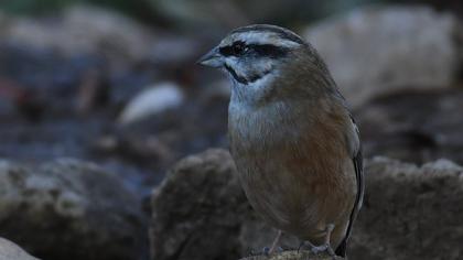 Rock Bunting