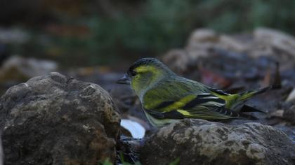 Eurasian Siskin