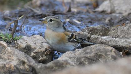 Brambling
