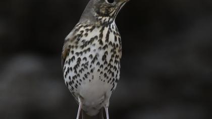 Song Thrush