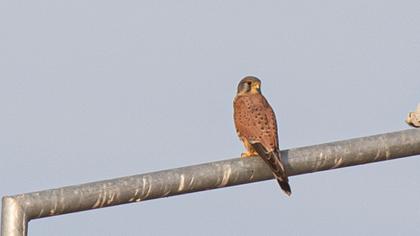 Common Kestrel