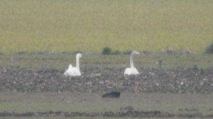 Whooper Swan