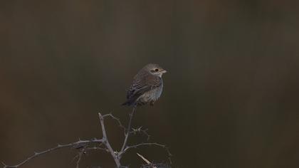 Red-backed Shrike