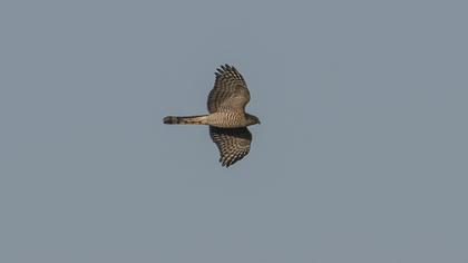 Eurasian Sparrowhawk