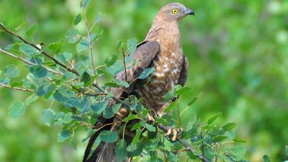 European Honey Buzzard