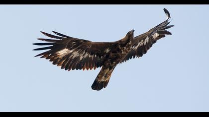 Golden Eagle