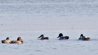 Northern Shoveler