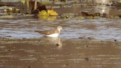 Green Sandpiper
