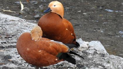 Ruddy Shelduck